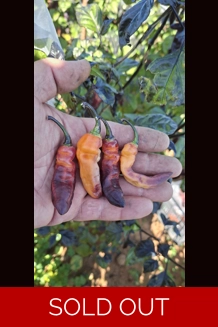GHOST YAKI PURPLE ORANGE BIG   (10+seeds)