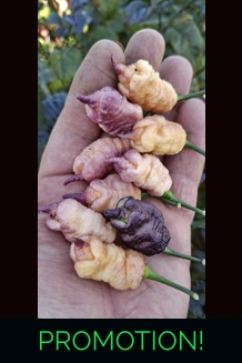 Reaper Pink peach  (10+seeds)