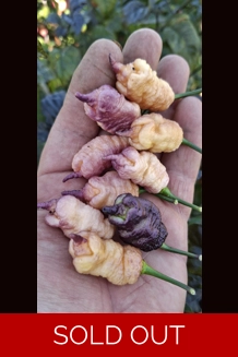 Reaper Pink peach  (10+seeds)