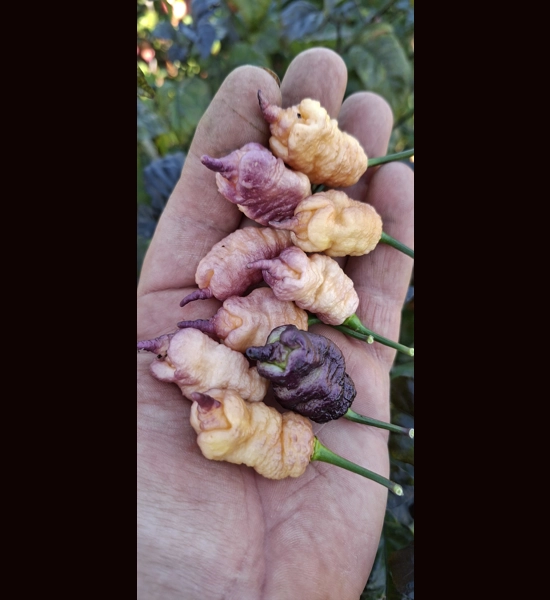 Reaper Pink peach  (10+seeds)