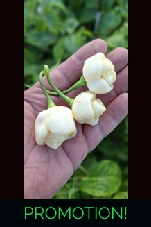 PINK TIGER X MORUGA Y. white  (10+seeds)