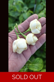 PINK TIGER X MORUGA Y. white  (10+seeds)