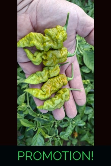 Faddas Mustard  (10+SEEDS)