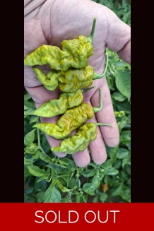 Faddas Mustard  (10+SEEDS)