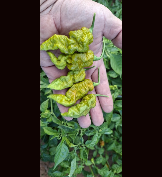 Faddas Mustard  (10+SEEDS)