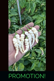 FADDAS WHITE 10+seeds