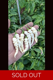 FADDAS WHITE 10+seeds