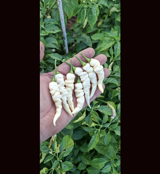 FADDAS WHITE 10+seeds