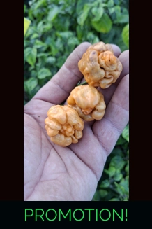 PURPLE GHOST SCORPION orange  (10+seeds)