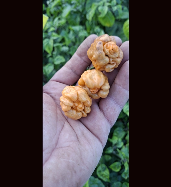 PURPLE GHOST SCORPION orange  (10+seeds)