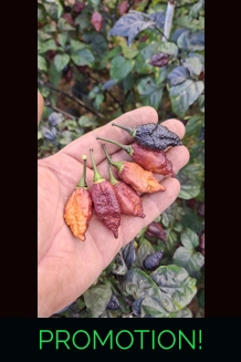 CRAZY BOY pink cream (10+seeds)