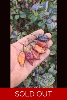 CRAZY BOY pink cream (10+seeds)