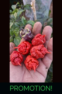 Purple Death FP Red  (10+seeds)