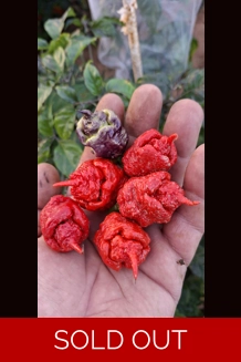 Purple Death FP Red  (10+seeds)