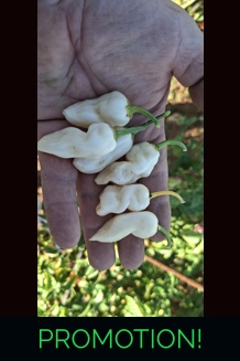 CGN21500 7POT B. x FADDAS WHITE (f6) -> (f7) whi..