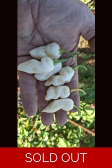 CGN21500 7POT B. x FADDAS WHITE (f6) -> (f7) white  (10+seeds)