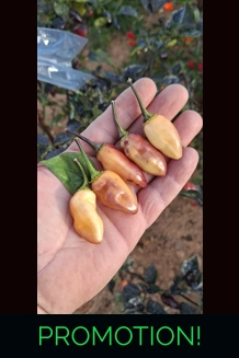 NEYDE PEACH SAVINA (f5)->(f6) (10+seeds)