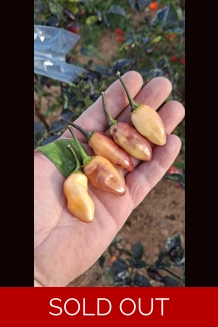 NEYDE PEACH SAVINA (f5)->(f6) (10+seeds)