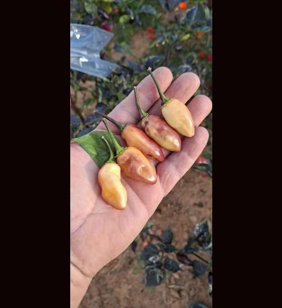 NEYDE PEACH SAVINA (f5)->(f6) (10+seeds)