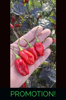 NEYDE RED SAVINA (F5)->(f6) (10+seeds)