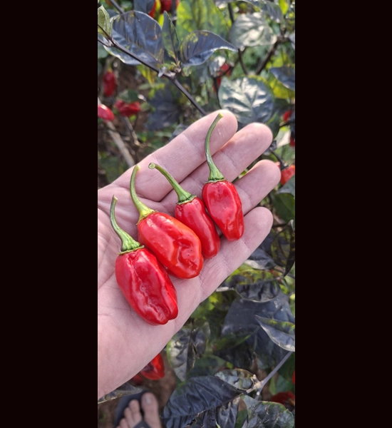 NEYDE RED SAVINA (F5)->(f6) (10+seeds)