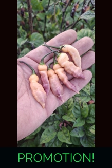 FADDAS BLACK & CREAM (F5)->  (F6) (10+seeds)