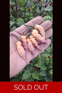 FADDAS BLACK & CREAM (F5)->  (F6) (10+seeds)