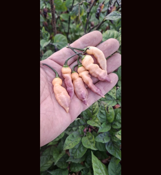 FADDAS BLACK & CREAM (F5)->  (F6) (10+seeds)