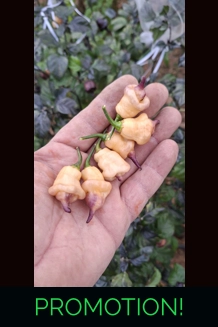 GANZO peach (f7) -> (f8)  (10+seeds)