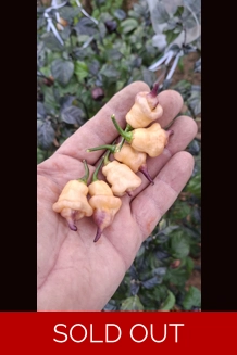 GANZO peach (f7) -> (f8)  (10+seeds)