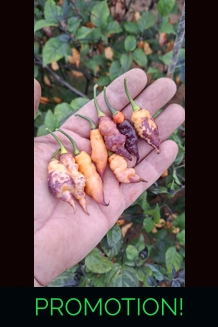 PSEUDO GANZO pastel (f7) -> (f8)  (10+seeds)