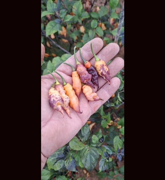 PSEUDO GANZO pastel (f7) -> (f8)  (10+seeds)