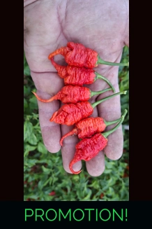 Faddas Poison Tail Red (f7) -> (f8)  (10+seeds)