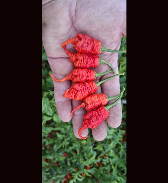 Faddas Poison Tail Red (f7) -> (f8)  (10+seeds)