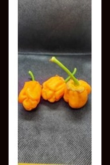 BBG7 MORUGA YELLOW (f5) BBG7 MORUGA YELLOW (f5)