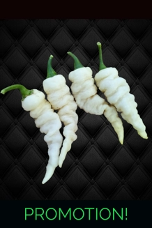 FADDAS WHITE 10+seeds