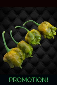 BBM X BORG 9 C. mustard (f4) -> (f5)  (10+seeds)