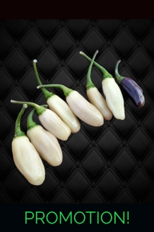 NEYDE WHITE BULLET (10+seeds)