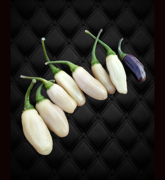 NEYDE WHITE BULLET (10+seeds)