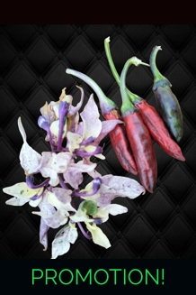 KASHIMIRI X FLUORESCENT red (f6) -> (f7)  (10+seeeds)
