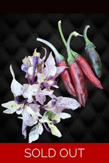 KASHIMIRI X FLUORESCENT red (f7) -> (f8)  (10+seeeds)