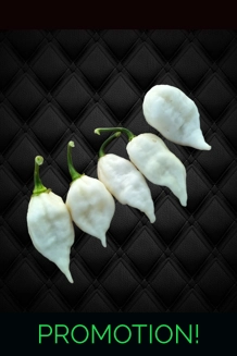 CHUPABRAIN White (f6) -> (f7)  (10+seeds)