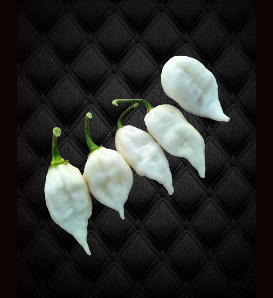 CHUPABRAIN White (f7) -> (f8)  (10+seeds)