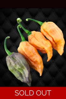 GHOST YAKI ORANGE (f8) -> 10+seeds