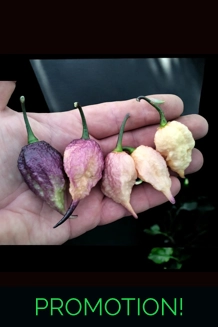 Faddas Boar Claws purple (f6)  -> (f7)  (10 seeds)