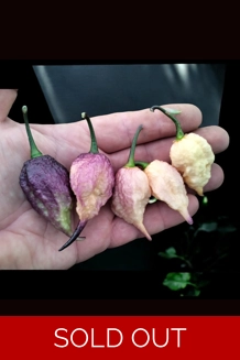 Faddas Boar Claws purple (f7)  -> (f8)  (10 seeds)