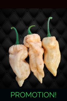 GHOST YAKI PEACH (f8) -> 10+seeds