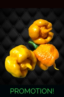Bobboi Yellow (f4) -> (f5) (10+seeds)