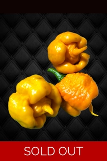 Bobboi Yellow (f5) -> (f6) (10+seeds)