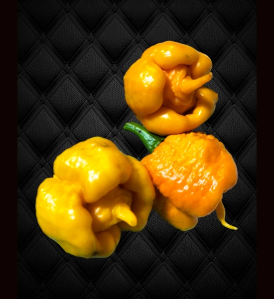 Bobboi Yellow (f5) -> (f6) (10+seeds)